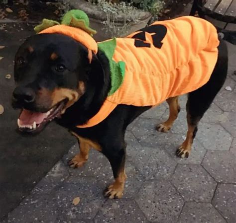 21+ Funny Rottweilers in Halloween Costumes | Page 5 of 6 | The Paws