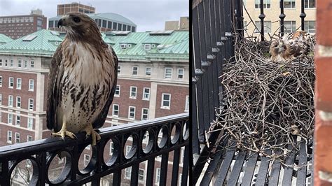 Help Us Name John Jay’s Family of Red-Tailed Hawks | Columbia News