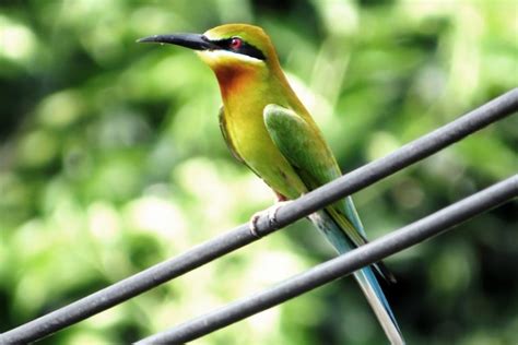 Kuala Selangor Birdwatching - Bird Malaysia Tour