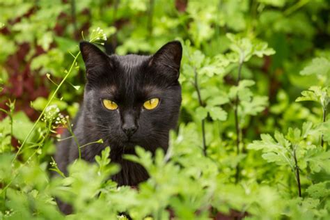 Top 7 Bombay Cat Breeders