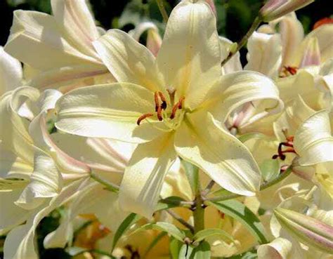 What Is Azucena Flower ? Meaning And Symbolism - Blooming Flowers