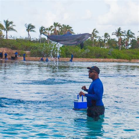 Rise and Shine with Dolphins at Atlantis Bahamas - Unforgettable!