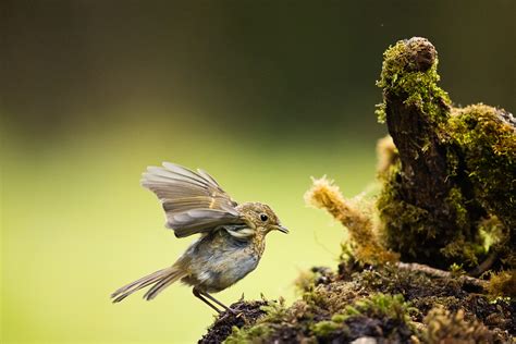 24 hours with the Canon EOS R5: a wildlife photographer gives his verdict