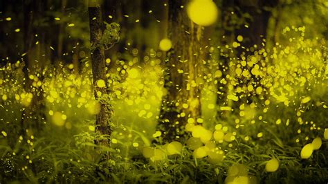 Fireflies in a forest in Okayama prefecture, Japan firefly (insect ...