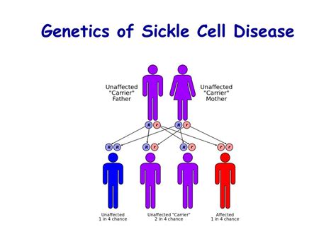 PPT - Regenerative Medicine to Cure Sickle Cell Anemia PowerPoint ...