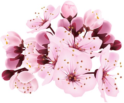 Cherry Blossom Petals Png Transparent