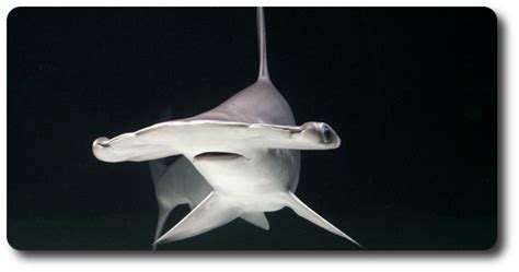 Learn About Scalloped Hammerhead Shark Facts Here - Shark Sider