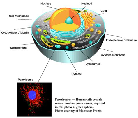 Peroxisomes