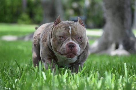 TOP POCKET AMERICAN BULLY BREEDERS – BULLY KING Magazine – Medium