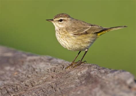 Palm Warbler – birdfinding.info