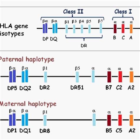 (PDF) Human Leukocyte Antigen (HLA) System in Solid Organ Transplantation and Few Novel Concepts ...