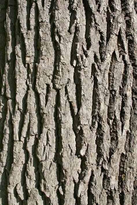 How to Identify Oak Trees by Bark | Hunker