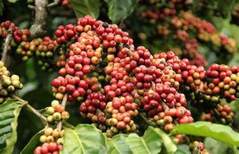 Coffee output to near 2016 yield