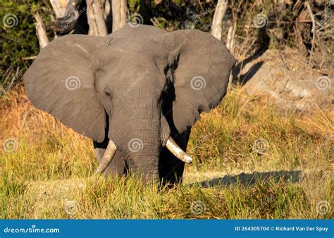 Large Elephant Flapping Ears in Warning Stock Photo - Image of distance ...