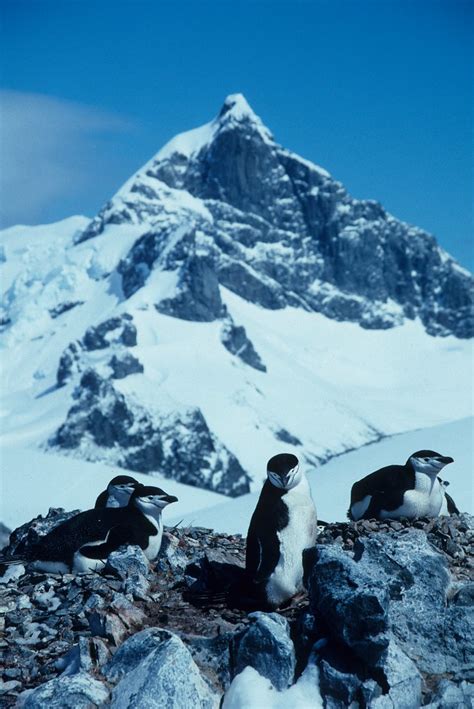 fish8156 | A chinstrap penguin colony, King George Island. I… | Flickr