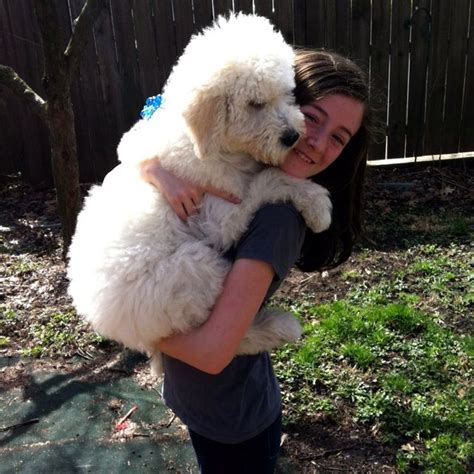 Tomas, a baby Komondor. | Large dog breeds, Komondor dog, Fur babies