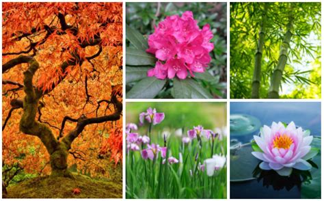 10 Best Plants for Japanese Gardens - Garden Lovers Club