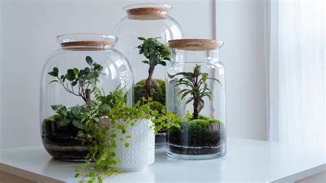 The Complete Terrarium Substrate Guide Self-Sustaining, 50% OFF