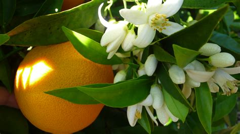 Orange Blossom - The Flowers Express Philippines