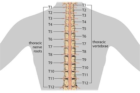 Visceral Pain Affecting Thoracic Region Of The Back - Integrative ...