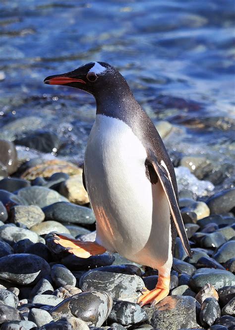 Gentoo penguin - Simple English Wikipedia, the free encyclopedia