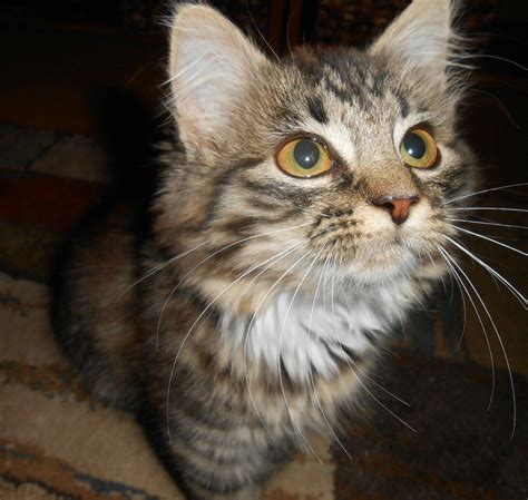 Adopted a Maine Coon Mix from the pound! Meet Granger! : cats