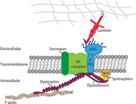 Depiction of the overall structure of the dystrophin‐associated protein ...