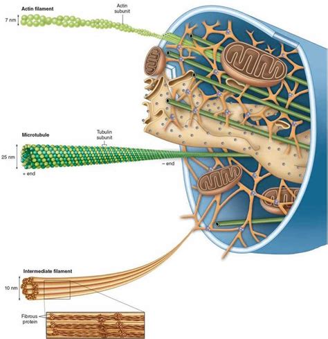 Cytoskeleton | Болезнь альцгеймера, Цитология, Учитель биологии