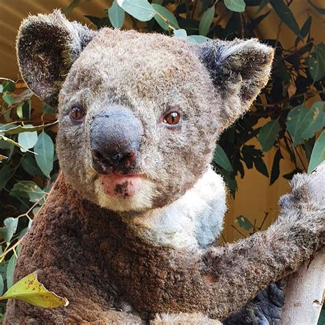 Kangaroo Island Wildlife Park Rescue Centre - Kangaroo Island Wildlife Park