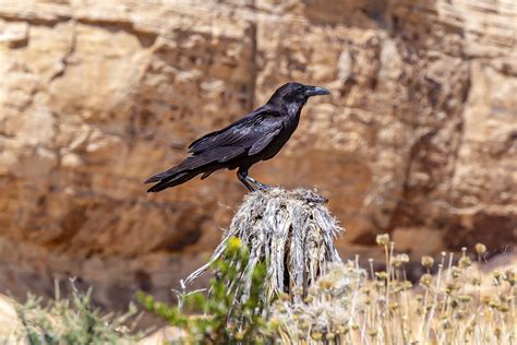 Red Rock Canyon | Wildlife in Red Rock Canyon just outside o… | Flickr