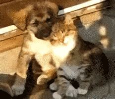 The Most Aww-Inspiring Cute Animals In GIFs