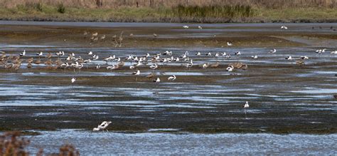 Birds In The Wetlands Free Stock Photo - Public Domain Pictures