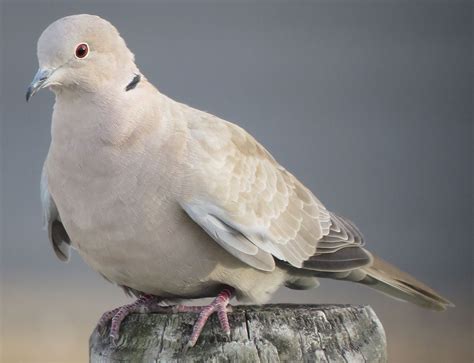 Collared Dove | Dove hunting, Backyard birds, Protected species