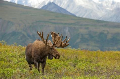 Finding moose in their Alaskan habitat | Leisure | swnewsmedia.com