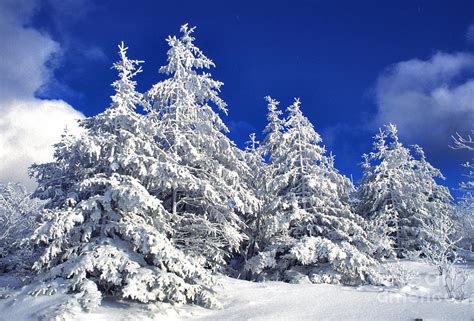 Snow-covered pine trees Photograph by Thomas R Fletcher - Fine Art America