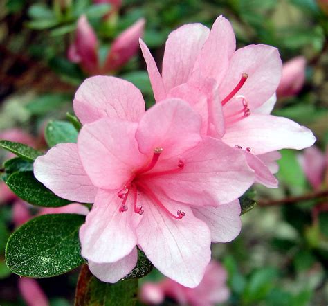 Azalea Blossom | 'DSC04366' On Black Good Morning Everyone! … | Flickr