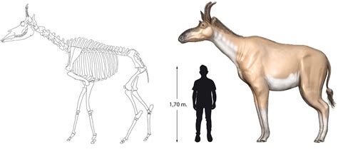 Newly described giraffid species may help trace evolution of giraffe ancestors Archaeology News ...