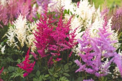 Astilbe Plants - The Colorful Heroes Of The Shade Garden