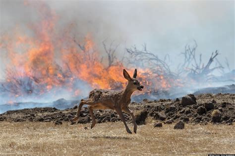 American West 2012 Wildfires - Yarnell Fires