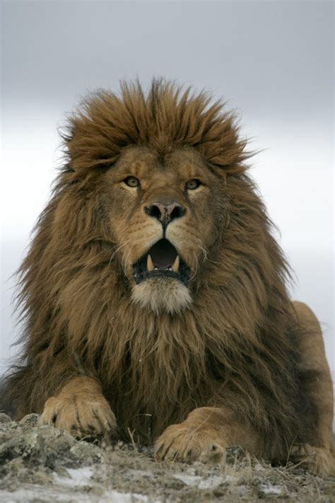 Barbary Lion Facts, Habitat and Diet - Discovery UK