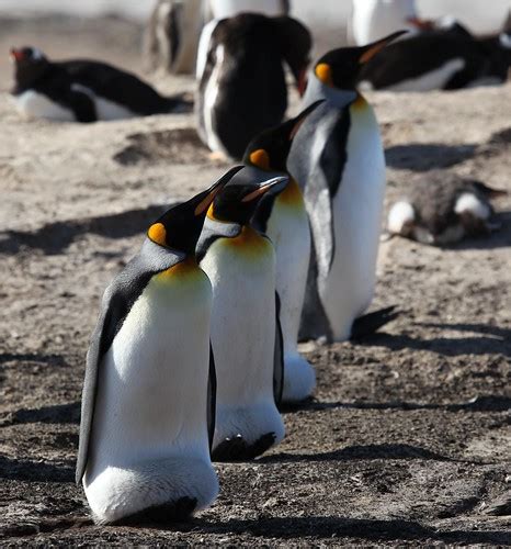 King Penguins on Saunders Island | In the Falkland Islands. | Flickr