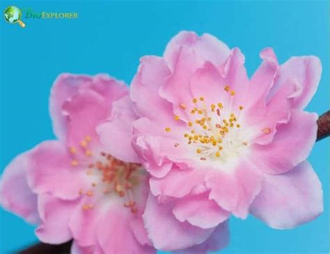 Peach blossom Flower | Prunus persica | BioExplorer.net