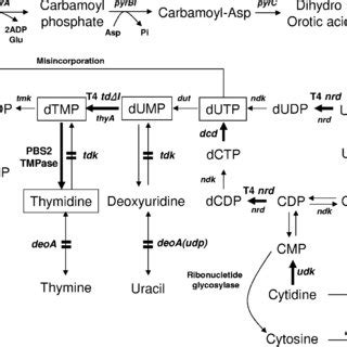 Thymidine biosynthetic pathway. The steps engineered in this study are ...