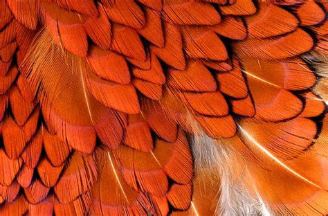 Pheasant Feathers by Ross Hoddinott - Indigo Collection