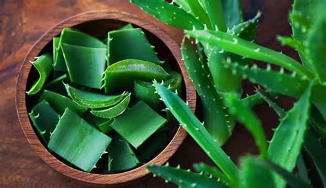 Aloe Vera For Eczema: 5 Recipes That Actually Work - Globo Surf