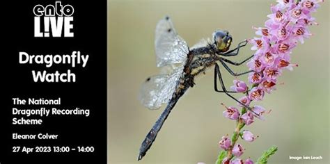 Introduction to the National Dragonfly Recording Scheme - British Dragonfly Society