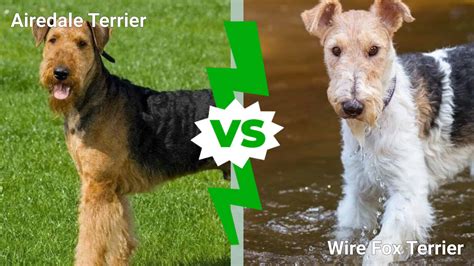 Wire Fox Terrier vs. Airedale Terrier: 4 Key Differences - A-Z Animals