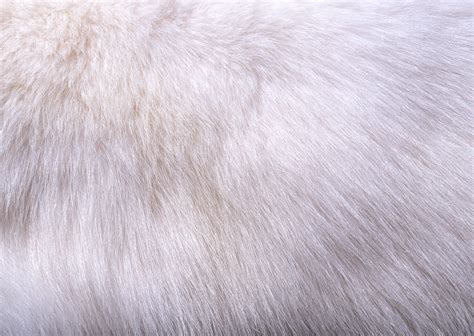 White fur texture background image