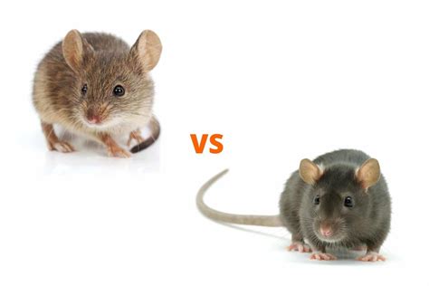 Rat Vs Mice - How To Spot The Difference | Dyno-Pest