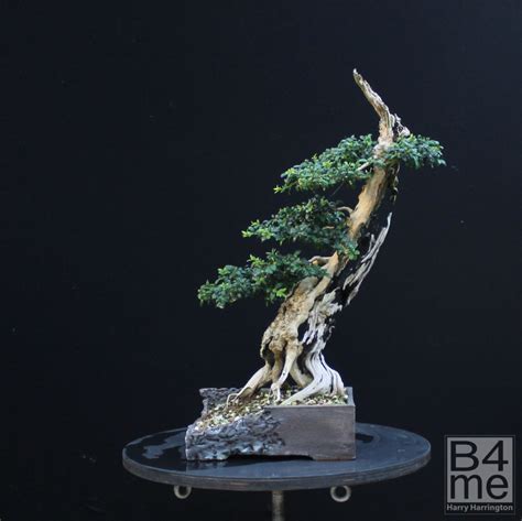 Buxus species/ Box or Boxwood bonsai – Bonsai4Me